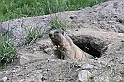 VBS_1 -  Plateau du Mont-Cenise, Grand Croix, Marmotte_-_0099 mt
